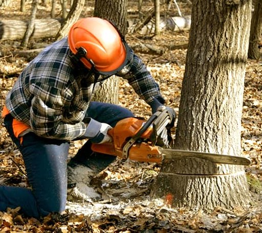 Tree Removal in Saint James, LA